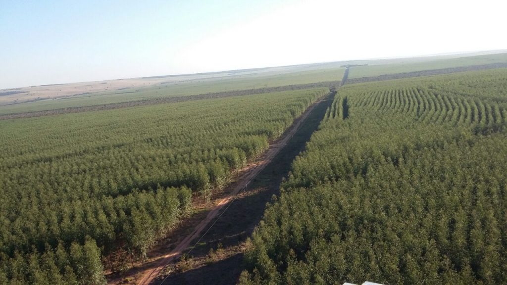 Imagem de plantações de eucalipto utilizadas para produção de MDF da GreenPlac, empresa de José Roberto Colnaghi, da Asperbras